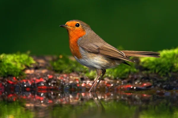 European Robin sitting in the water — Stock Photo, Image