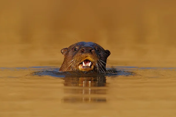 Otter gigante en el agua del río — Foto de Stock