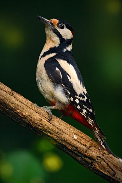 Grande picchio maculato — Foto Stock