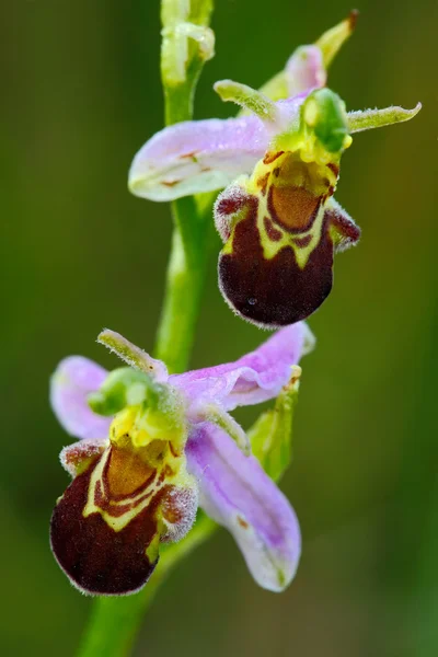 Flowering European terrestrial wild orchid — Stock Photo, Image
