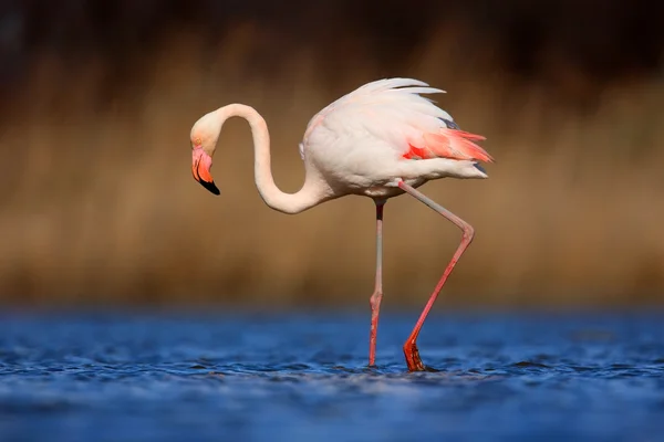 Flamingo maior em água azul escura — Fotografia de Stock