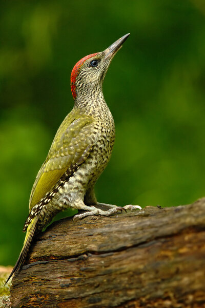 Green Woodpecker sitting on the tree trunk 