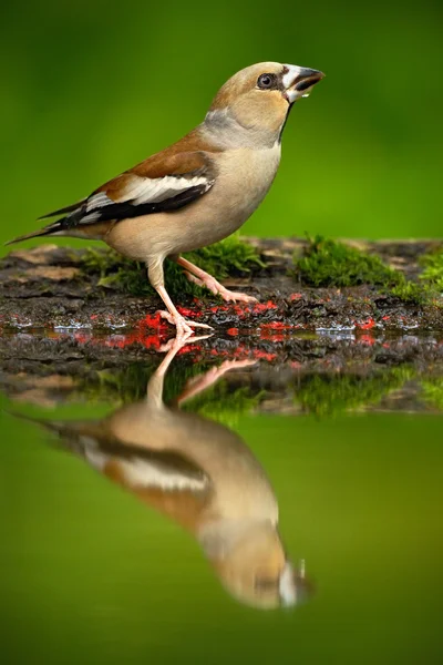 Brązowy ptak siedzi w wodzie — Zdjęcie stockowe