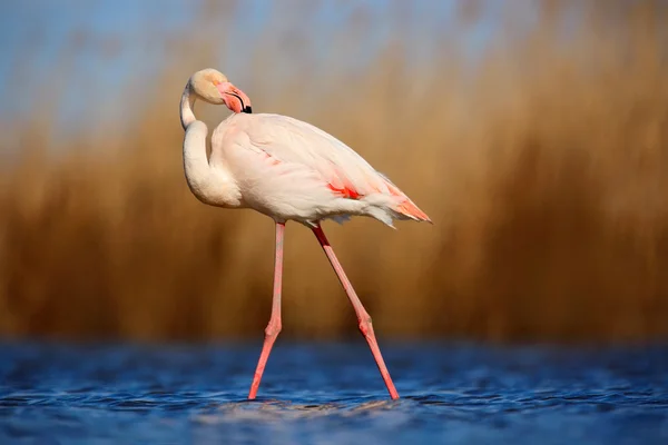 Plumagem de limpeza do Flamingo Maior — Fotografia de Stock