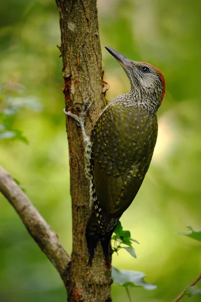 坐在树干上的绿色啄木鸟 — 图库照片