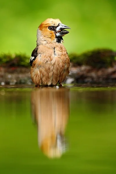 자연 서식 지에서 hawfinch — 스톡 사진