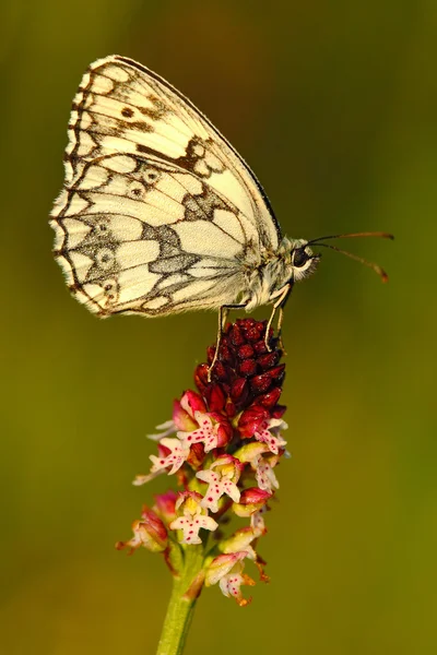 Butterfly sitting on orchid — Stock Photo, Image