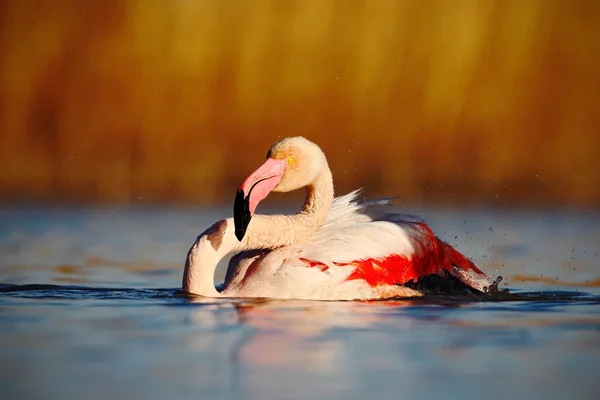 Suda daha büyük flamingo — Stok fotoğraf