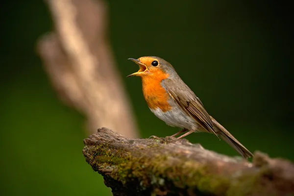 Robin europeo seduto sul ramo — Foto Stock
