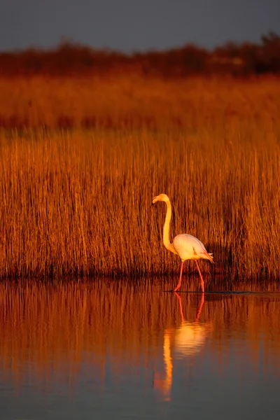 Büyük Flamingo koyu mavi su — Stok fotoğraf