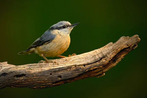 Eurasian Nuthatch sitting on the branch — Stock Photo, Image