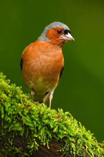 Chaffinch sitting on lichen tree — Stock Photo, Image