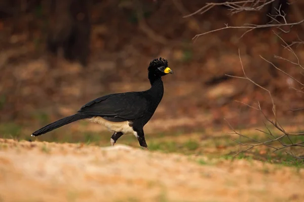 Bare-faced Curassow — Stock Photo, Image