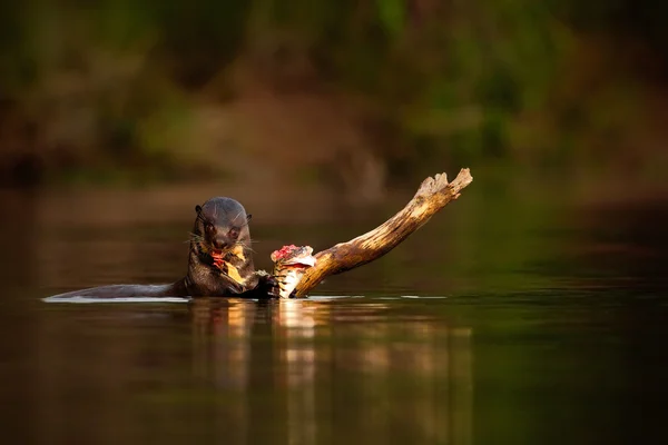 Reuzenotter in het rivierwater — Stockfoto