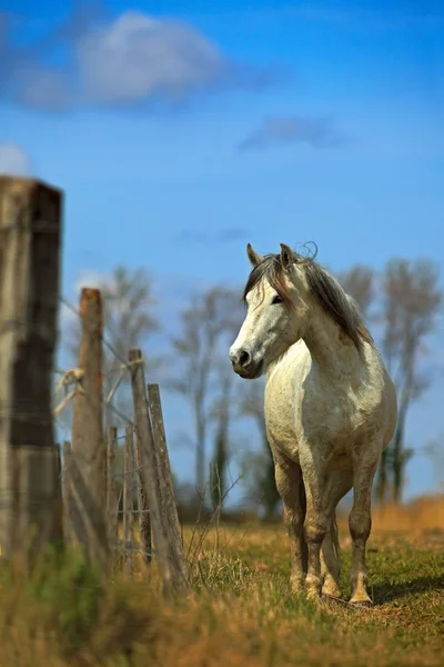 Bonito caballo camargue blanco — Foto de Stock