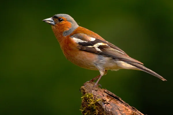 Chaffinch sitting on lichen tree — Stock Photo, Image