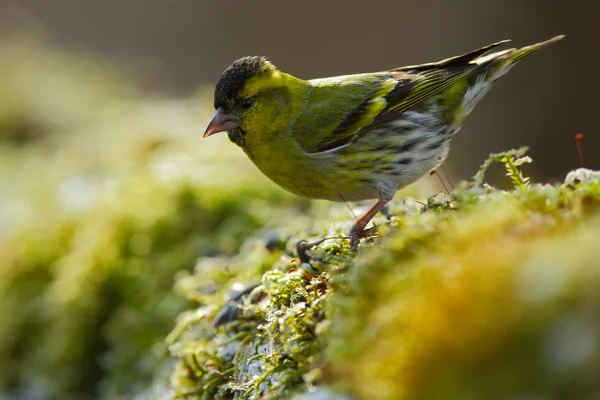 Pássaro canção sentado no ramo — Fotografia de Stock