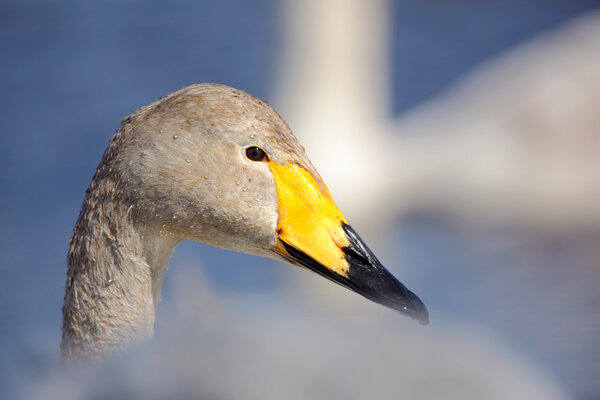 Whooper Swan with open bill