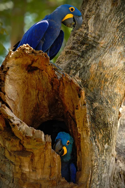 Loros en el agujero del nido de árbol — Foto de Stock