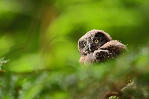 Small bird Boreal owl — Stock Photo, Image