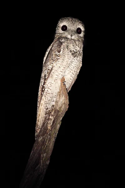 Uccello tropicale notturno — Foto Stock