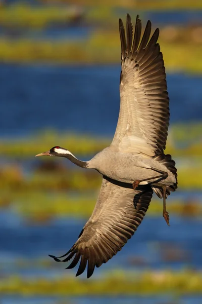 Vuelo Grulla común — Foto de Stock