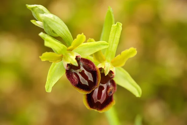 Orchidée sauvage terrestre européenne à floraison — Photo