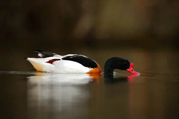 Gemeine Ente im Lebensraum Natur — Stockfoto