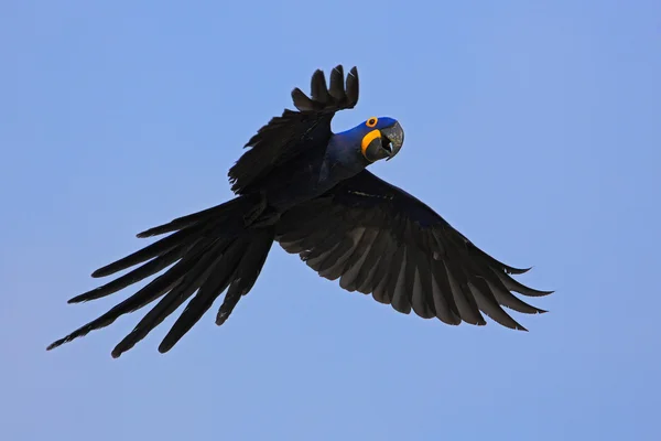 Grande papagaio azul voando — Fotografia de Stock