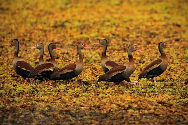 Patos-assobios de barriga-negra — Fotografia de Stock