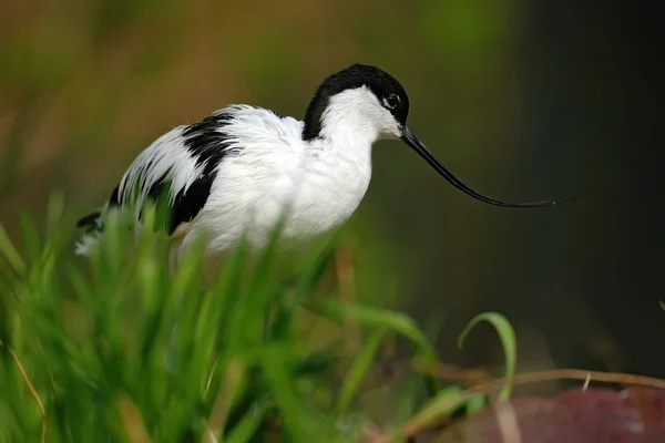 Pied Avocet i naturmiljøet – stockfoto