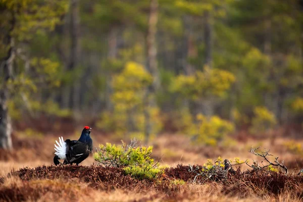 Black Grouse em pântano — Fotografia de Stock