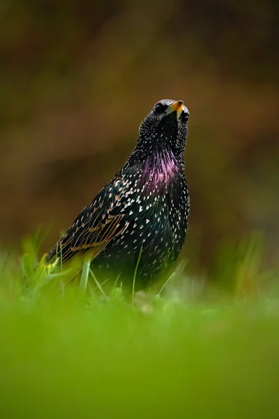 Starling v zelené trávě — Stock fotografie