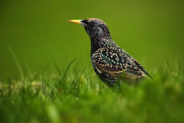 Europese spreeuw in groen gras — Stockfoto