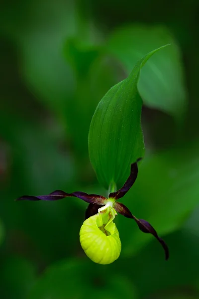 Orchidea selvatica terrestre europea in fiore — Foto Stock