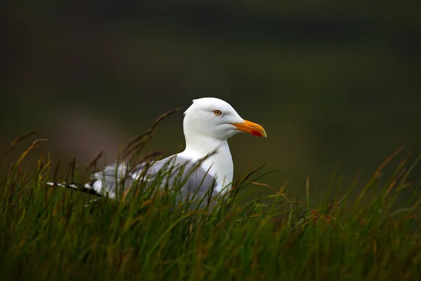 Herring gull sitting in the green grass — Stock Photo, Image