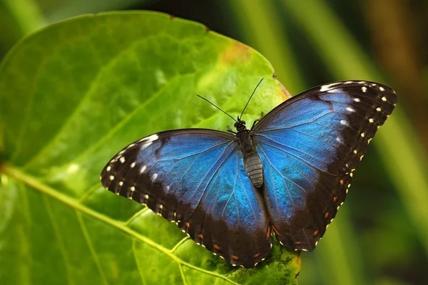 Grote vlinder zittend op groen blad — Stockfoto