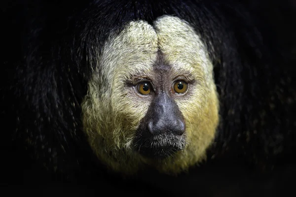 Macaco preto escuro — Fotografia de Stock