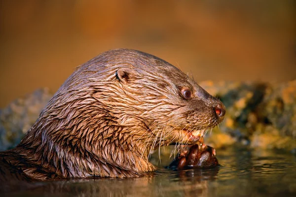 Loutre néotropicale nourrissant tuer les poissons — Photo