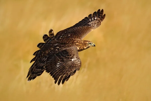 Uccello rapace volante Goshawk — Foto Stock