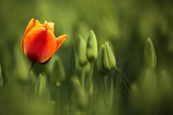 Tulipa vermelha e laranja — Fotografia de Stock