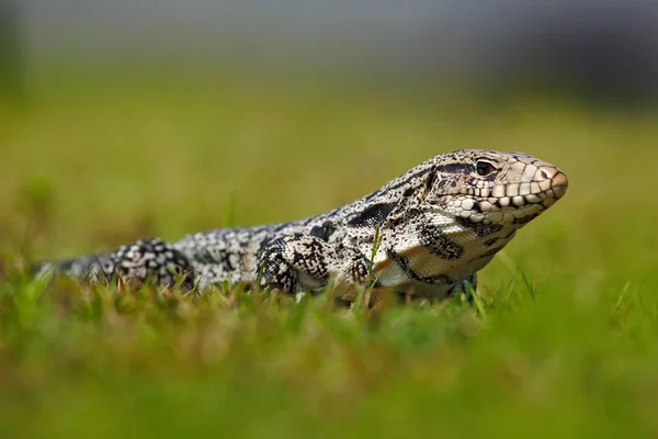 Black and White Tegu — Stock Photo, Image