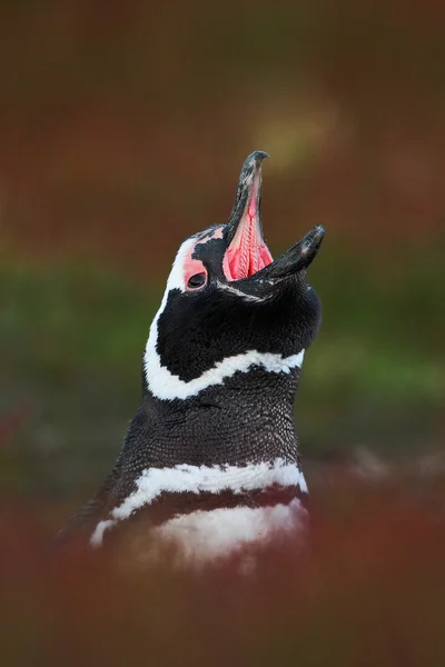 A vörös esti fűben pingvin — Stock Fotó