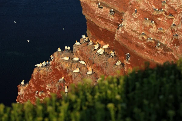 Colonie d'oiseaux marins nichant — Photo