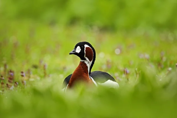 Bel oiseau assis en fleurs violettes — Photo