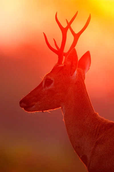 Pampas Deer duduk di rumput hijau — Stok Foto