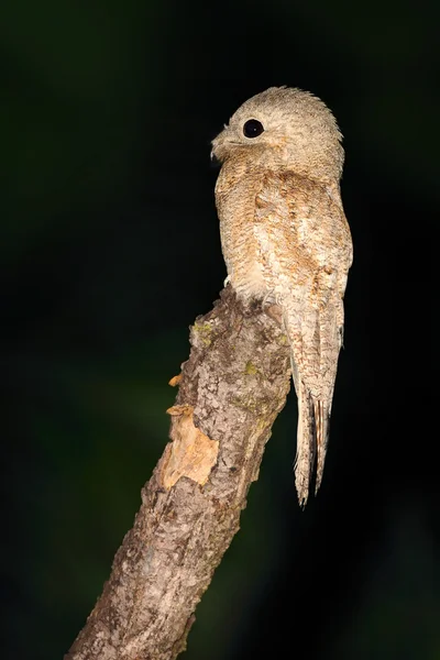 Oiseau tropique nocturne — Photo