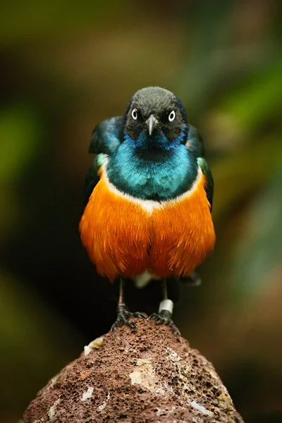 Bird sitting on the stone — Stock Photo, Image