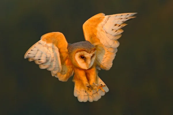 Barn Owl in flight — Stock Photo, Image