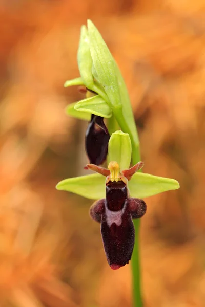 Flowering European terrestrial wild orchid — Stock Photo, Image
